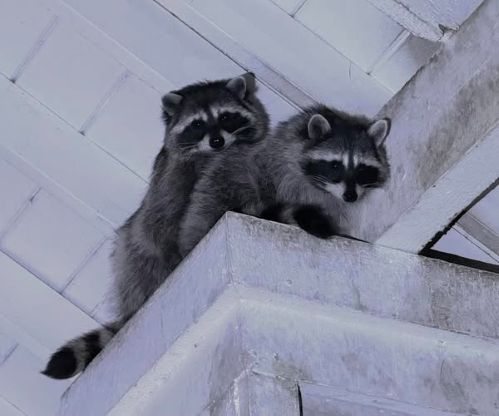 2 high raccooons.jpg